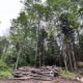 5.99 AC Buckatabon Rd E, , Conover,  WI 54519 United States