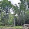 5.99 AC Buckatabon Rd E, , Conover,  WI 54519 United States