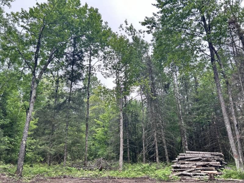 5.99 AC Buckatabon Rd E, , Conover,  WI 54519 United States