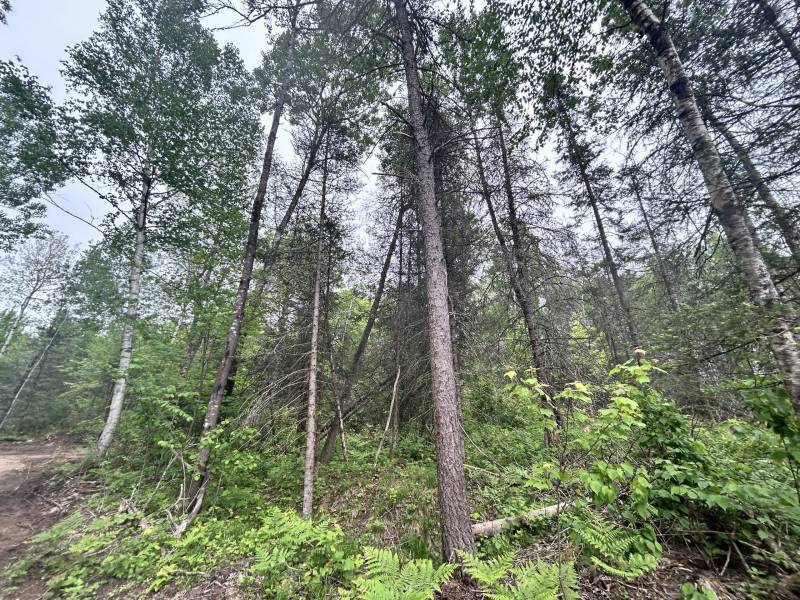 5.99 AC Buckatabon Rd E, , Conover,  WI 54519 United States