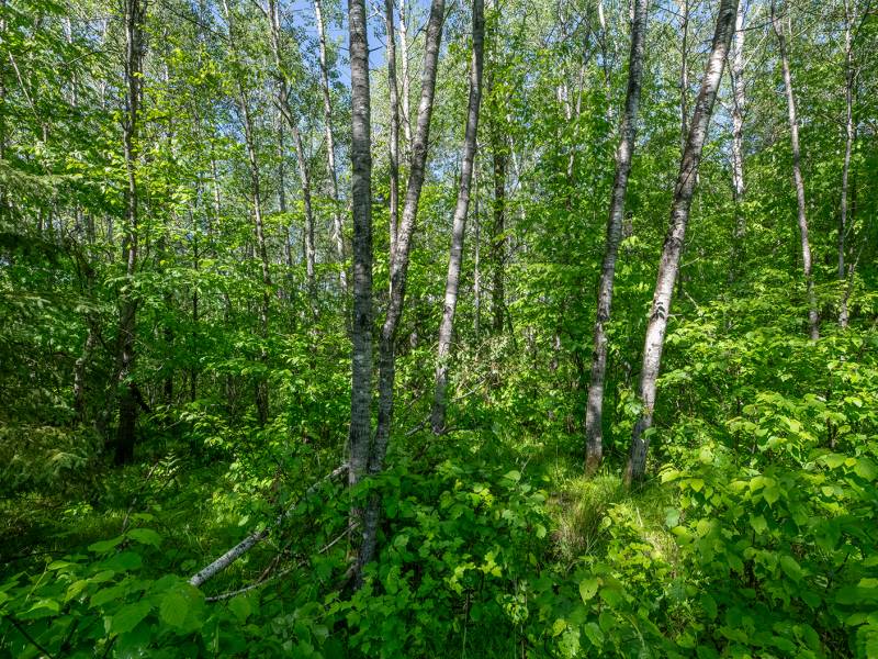 8.85 Ac off Trouten Ct, , Blackwell,  WI 54541 United States