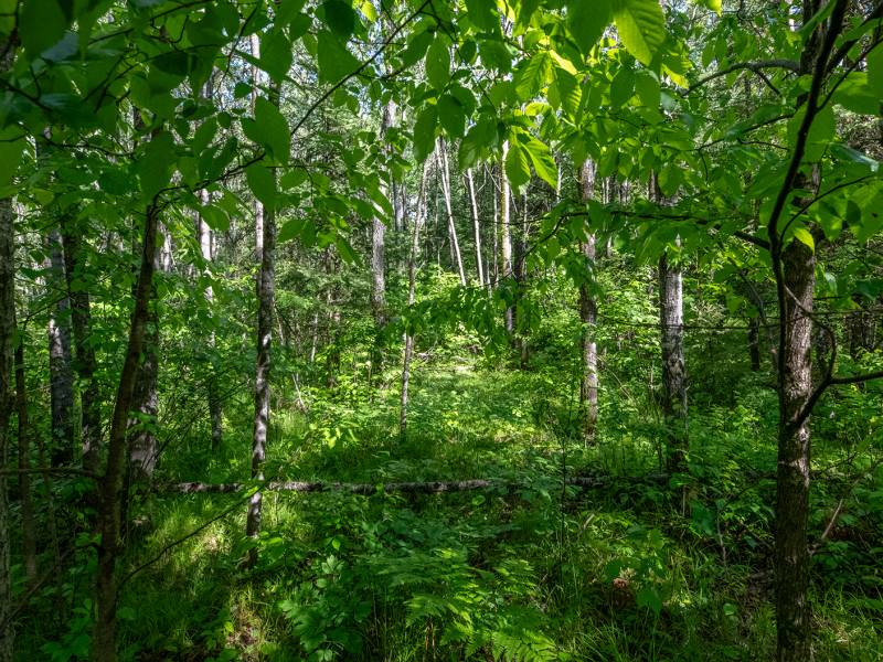 8.85 Ac off Trouten Ct, , Blackwell,  WI 54541 United States