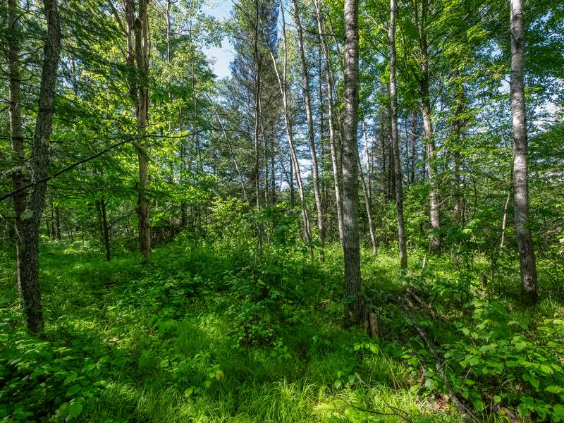 8.85 Ac off Trouten Ct, , Blackwell,  WI 54541 United States