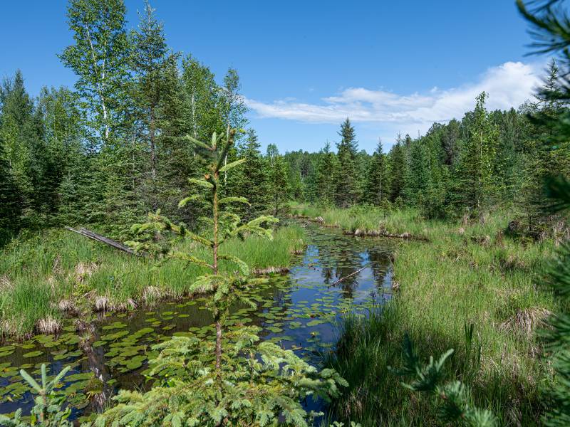 8.85 Ac off Trouten Ct, , Blackwell,  WI 54541 United States