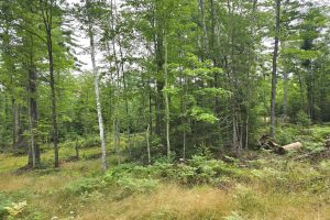 On Dam Rd, , Eagle River,  WI 54521 United States