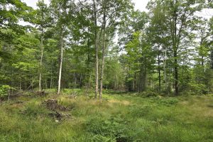 On Dam Rd, , Eagle River,  WI 54521 United States