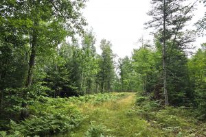 On Dam Rd, , Eagle River,  WI 54521 United States