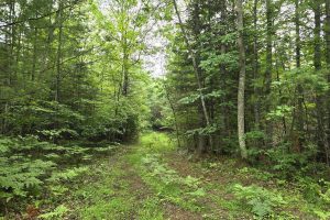 On Dam Rd, , Eagle River,  WI 54521 United States