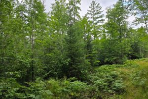On Dam Rd, , Eagle River,  WI 54521 United States