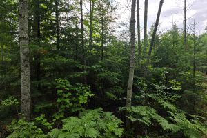 On Dam Rd, , Eagle River,  WI 54521 United States