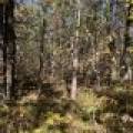 4 Off Haskell Heights Dr, , Lac du Flambeau,  WI 54538 United States