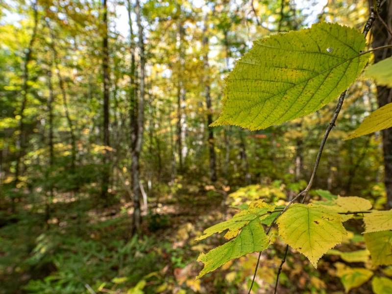 8 Off Boundary Tr E, , Lac du Flambeau,  WI 54538 United States