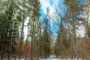 5145 Tamarack Rd, , Conover,  WI 54519 United States