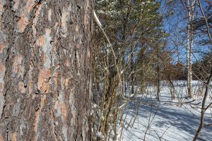 9a Off CTH S, , Conover,  WI 54519 United States
