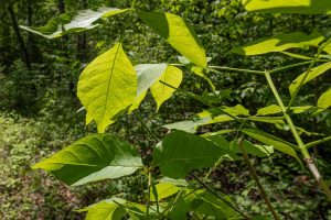 52ac Off Crawford Lake Rd, , Presque Isle,  WI 54557 United States