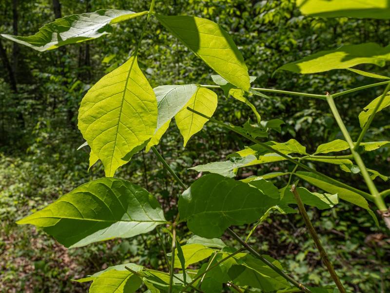 52ac Off Crawford Lake Rd, , Presque Isle,  WI 54557 United States