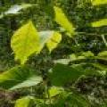 52ac Off Crawford Lake Rd, , Presque Isle,  WI 54557 United States
