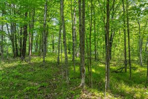 52ac Off Crawford Lake Rd, , Presque Isle,  WI 54557 United States