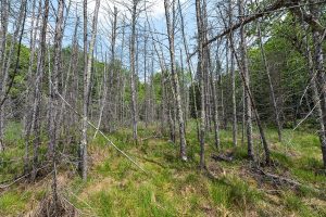 52ac Off Crawford Lake Rd, , Presque Isle,  WI 54557 United States