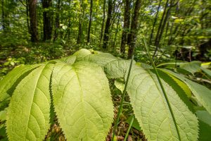 52ac Off Crawford Lake Rd, , Presque Isle,  WI 54557 United States