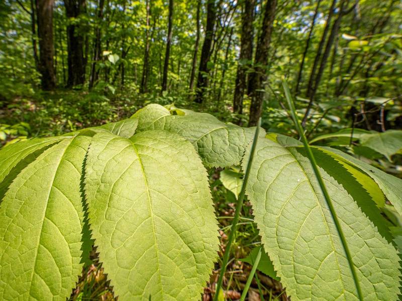 52ac Off Crawford Lake Rd, , Presque Isle,  WI 54557 United States