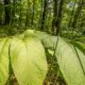 52ac Off Crawford Lake Rd, , Presque Isle,  WI 54557 United States