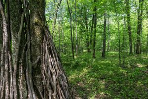 52ac Off Crawford Lake Rd, , Presque Isle,  WI 54557 United States