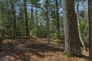 6052 E Shore Dr, , Newbold,  WI 54501 United States