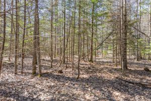 1 Snooks Ln, , St Germain,  WI 54558 United States
