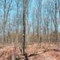 1.3ac Off Connors Rd, , Three Lakes,  WI 54562 United States