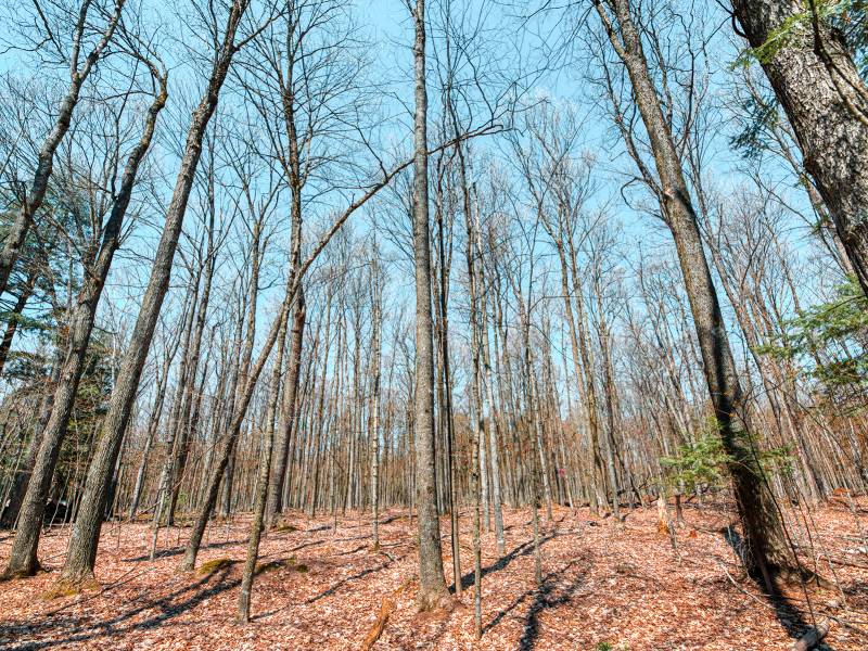 1.3ac Off Connors Rd, , Three Lakes,  WI 54562 United States