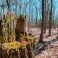 1.3ac Off Connors Rd, , Three Lakes,  WI 54562 United States