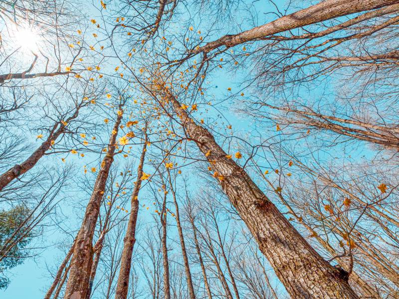 1.3ac Off Connors Rd, , Three Lakes,  WI 54562 United States