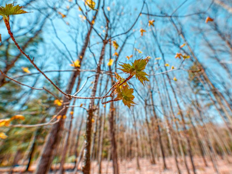 1.3ac Off Connors Rd, , Three Lakes,  WI 54562 United States