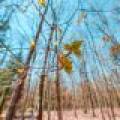 1.3ac Off Connors Rd, , Three Lakes,  WI 54562 United States