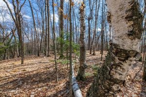 1.5a-off Trails End Rd, , Land O Lakes,  WI 54540 United States