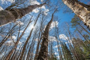 1.5a-off Trails End Rd, , Land O Lakes,  WI 54540 United States