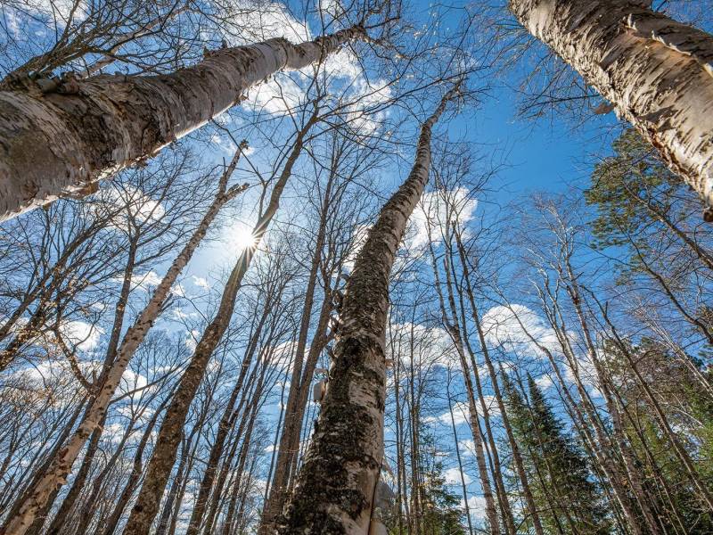 1.5a-off Trails End Rd, , Land O Lakes,  WI 54540 United States