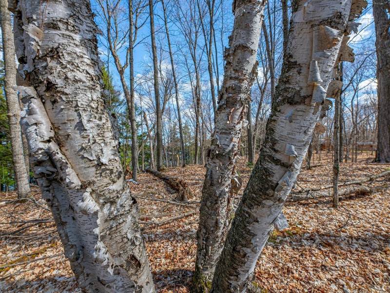 1.5a-off Trails End Rd, , Land O Lakes,  WI 54540 United States