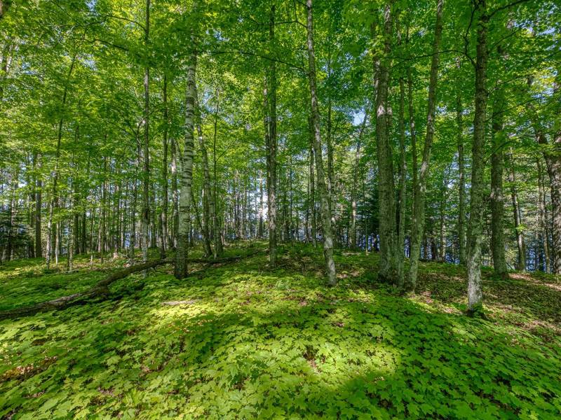 1.5a-off Trails End Rd, , Land O Lakes,  WI 54540 United States