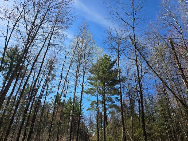 135 Woodland Heights Manor, , Rhinelander,  WI 54501 United States