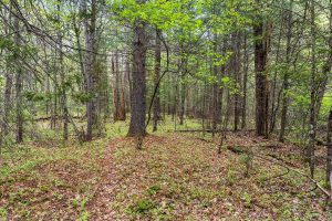 8041 Two Lakes Rd, , Lake Tomahawk,  WI 54539 United States