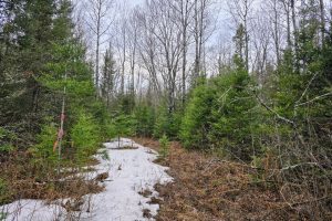 Off Hwy 45, , Land O Lakes,  WI 54540 United States