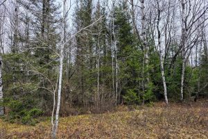 Off Hwy 45, , Land O Lakes,  WI 54540 United States
