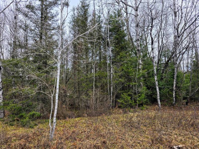 Off Hwy 45, , Land O Lakes,  WI 54540 United States