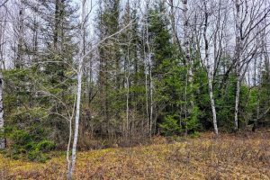 Off Hwy 45, , Land O Lakes,  WI 54540 United States