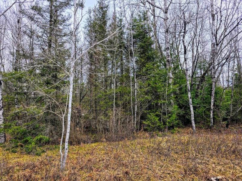 Off Hwy 45, , Land O Lakes,  WI 54540 United States
