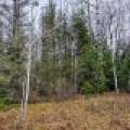 Off Hwy 45, , Land O Lakes,  WI 54540 United States