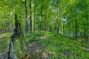 Whole/8221 Trails End Rd, , Land O Lakes,  WI 54540 United States