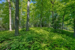 Whole/8221 Trails End Rd, , Land O Lakes,  WI 54540 United States